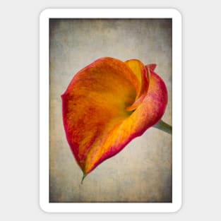 Textured Calla Lily Sticker